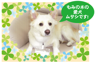 もみの木の愛犬ムサシです！